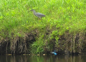 Wed, 6/21/2023 Birding report at 小畔水鳥の郷公園