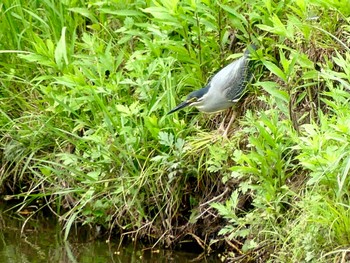 ササゴイ 小畔水鳥の郷公園 2023年6月21日(水)