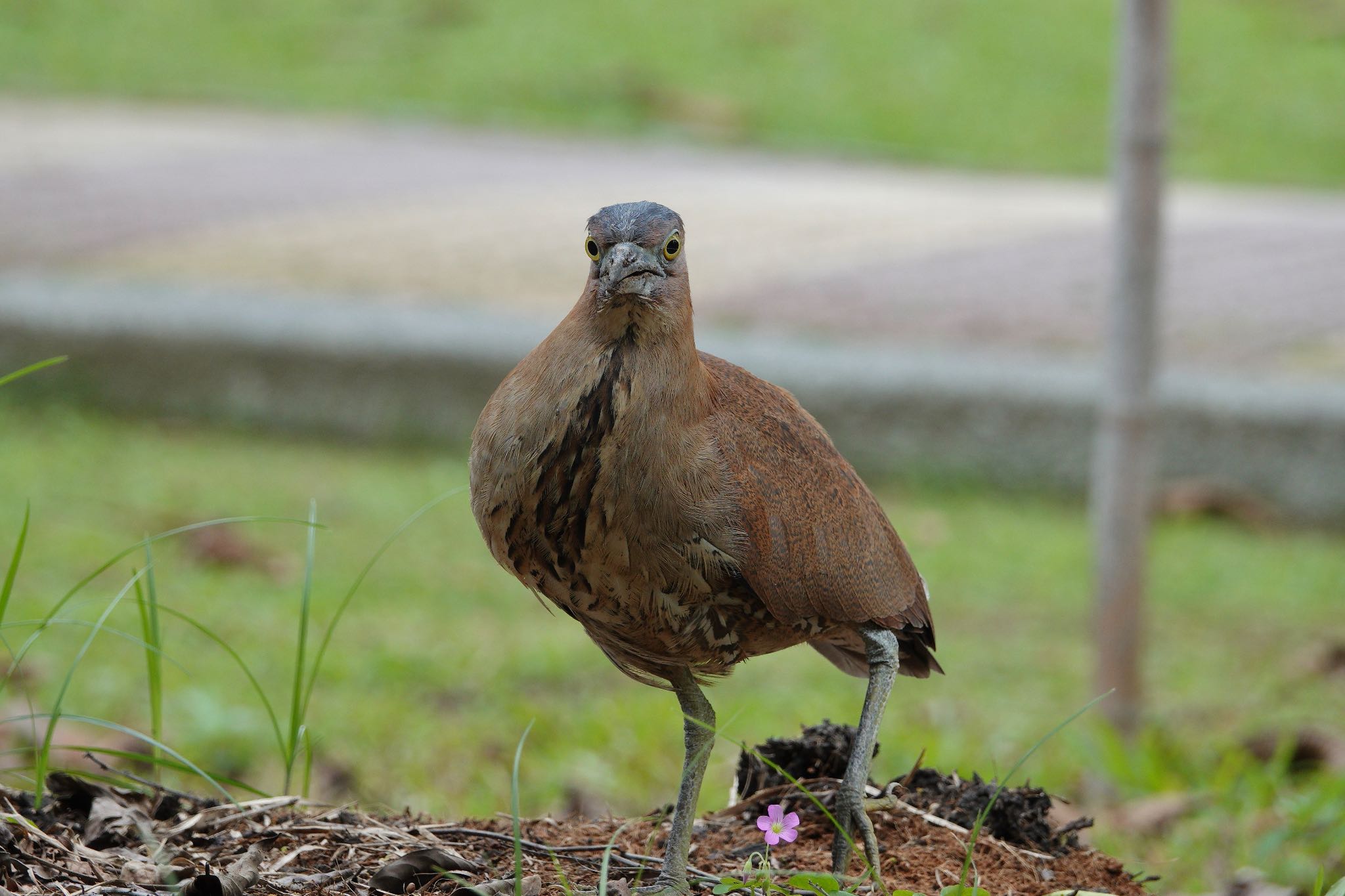 Malayan Night Heron