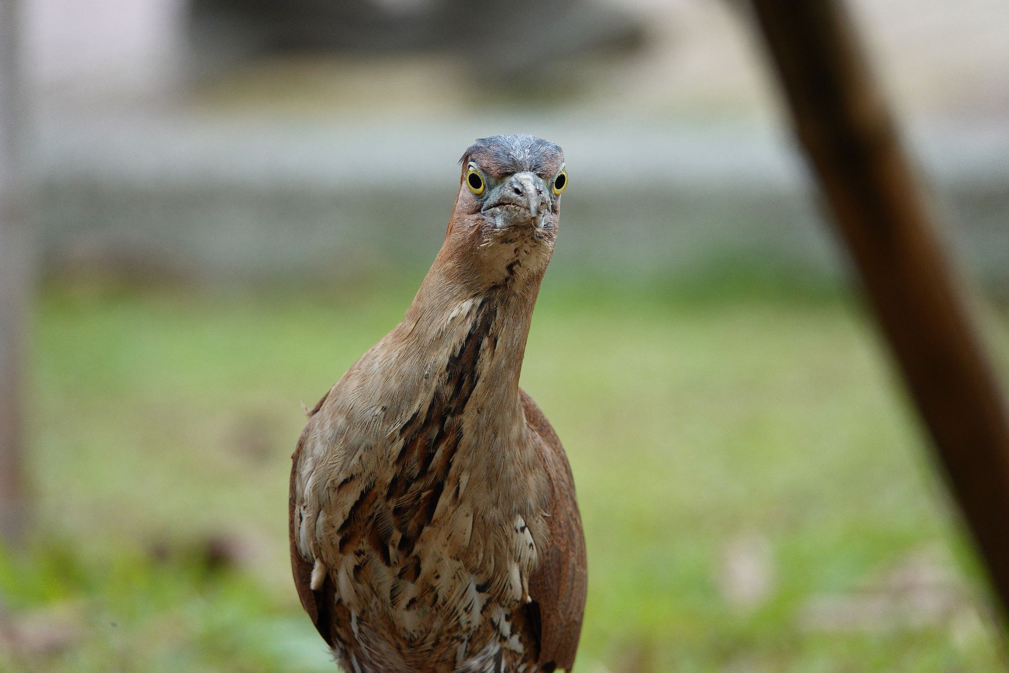 大安森林公園 ズグロミゾゴイの写真 by のどか