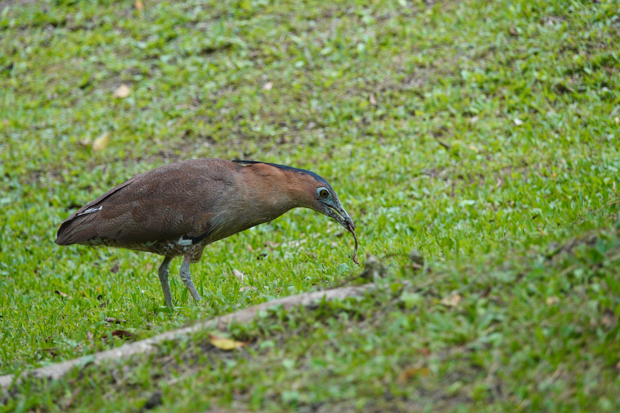 Malayan Night Heron