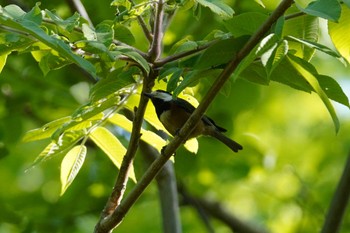 ヤマガラ 旭山記念公園 2023年5月26日(金)