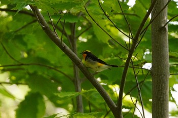 キビタキ 旭山記念公園 2023年5月26日(金)