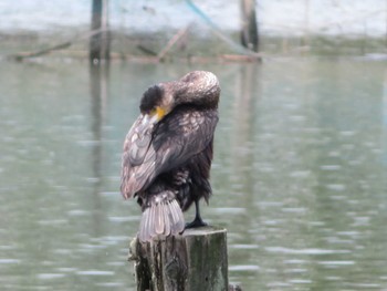 Great Cormorant Isanuma Fri, 5/26/2023