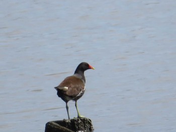 Common Moorhen Isanuma Fri, 5/26/2023