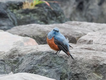 2023年6月23日(金) お台場海浜公園の野鳥観察記録