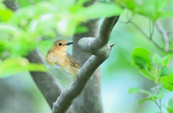 Siberian Blue Robin 紀伊山地 Fri, 6/9/2023