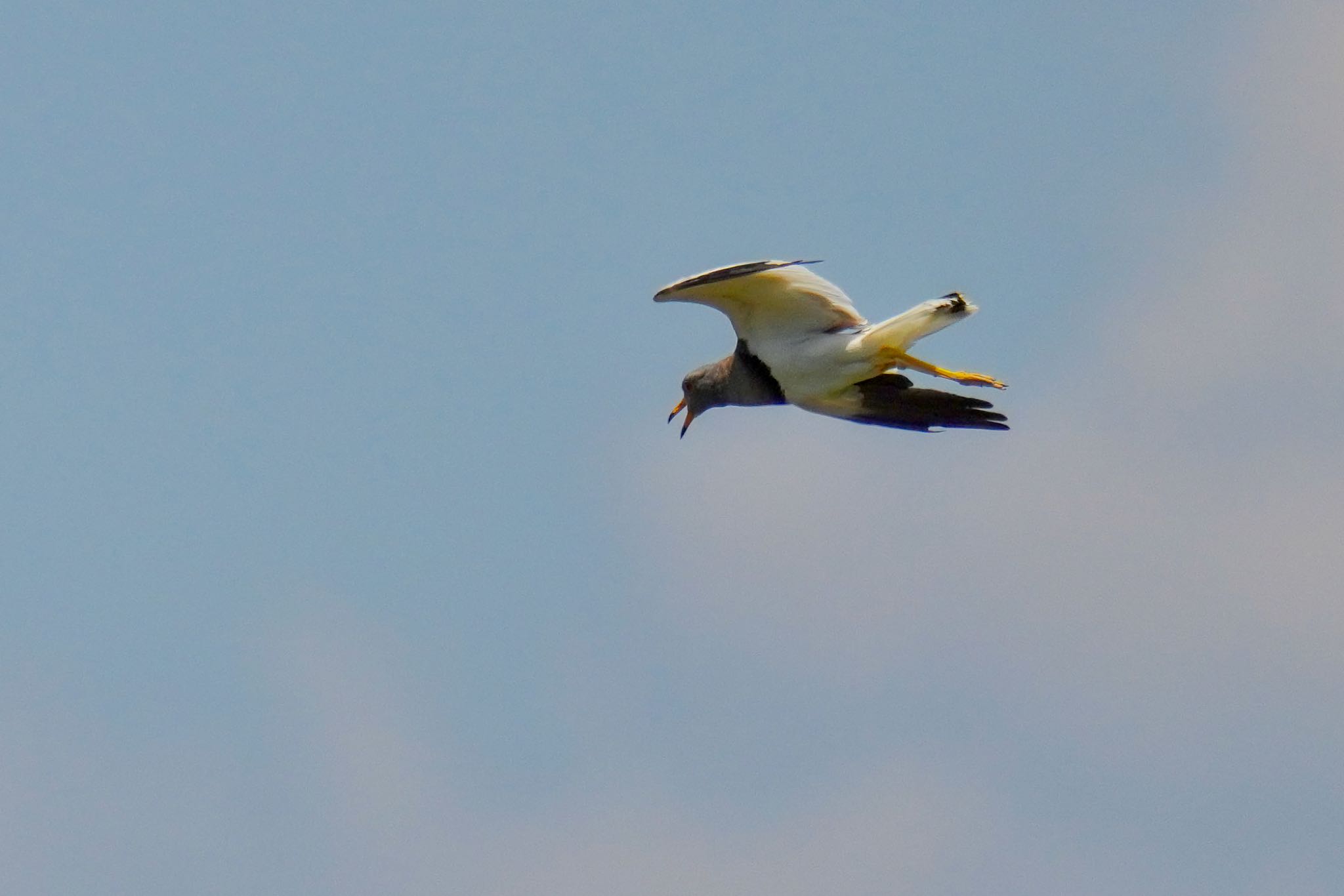 Grey-headed Lapwing