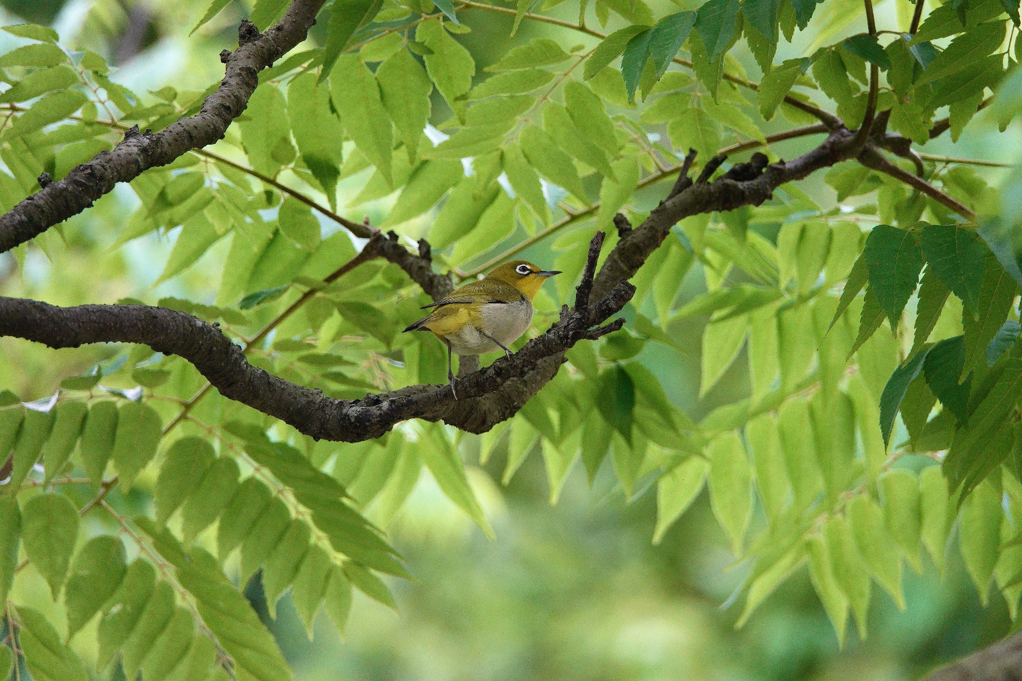 Swinhoe's White-eye