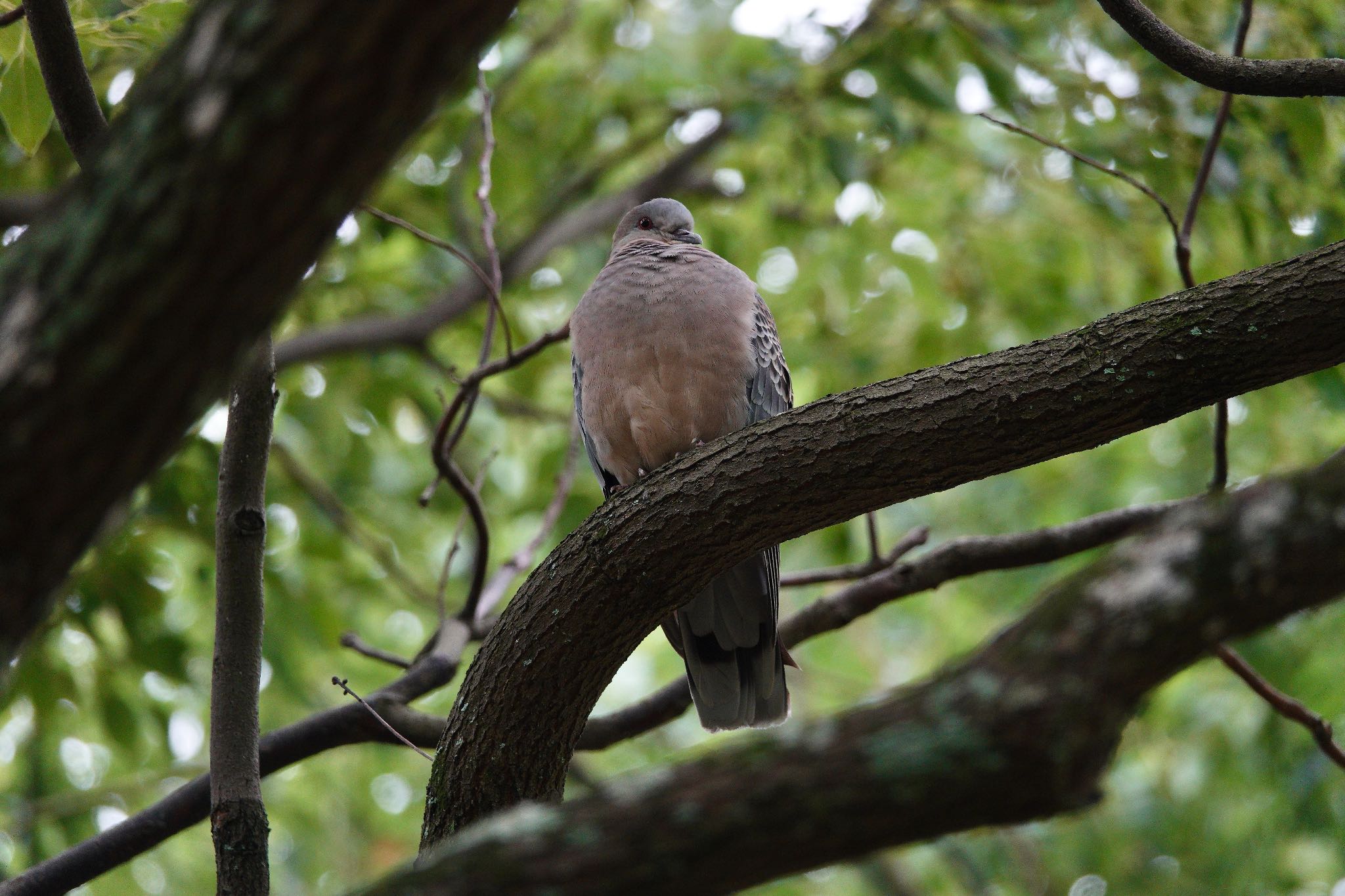 Oriental Turtle Dove