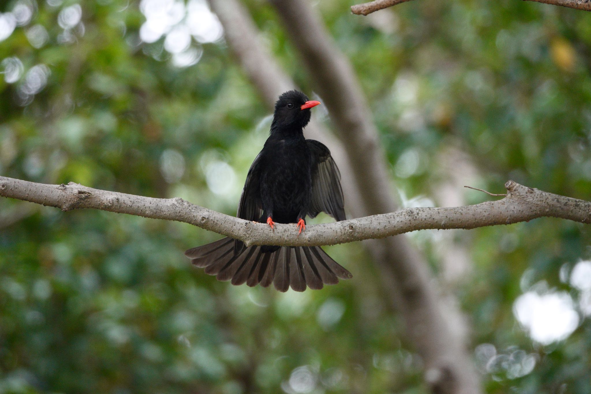 Black Bulbul