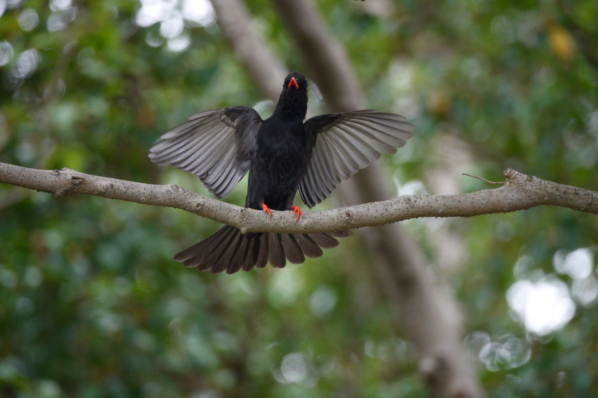 Black Bulbul