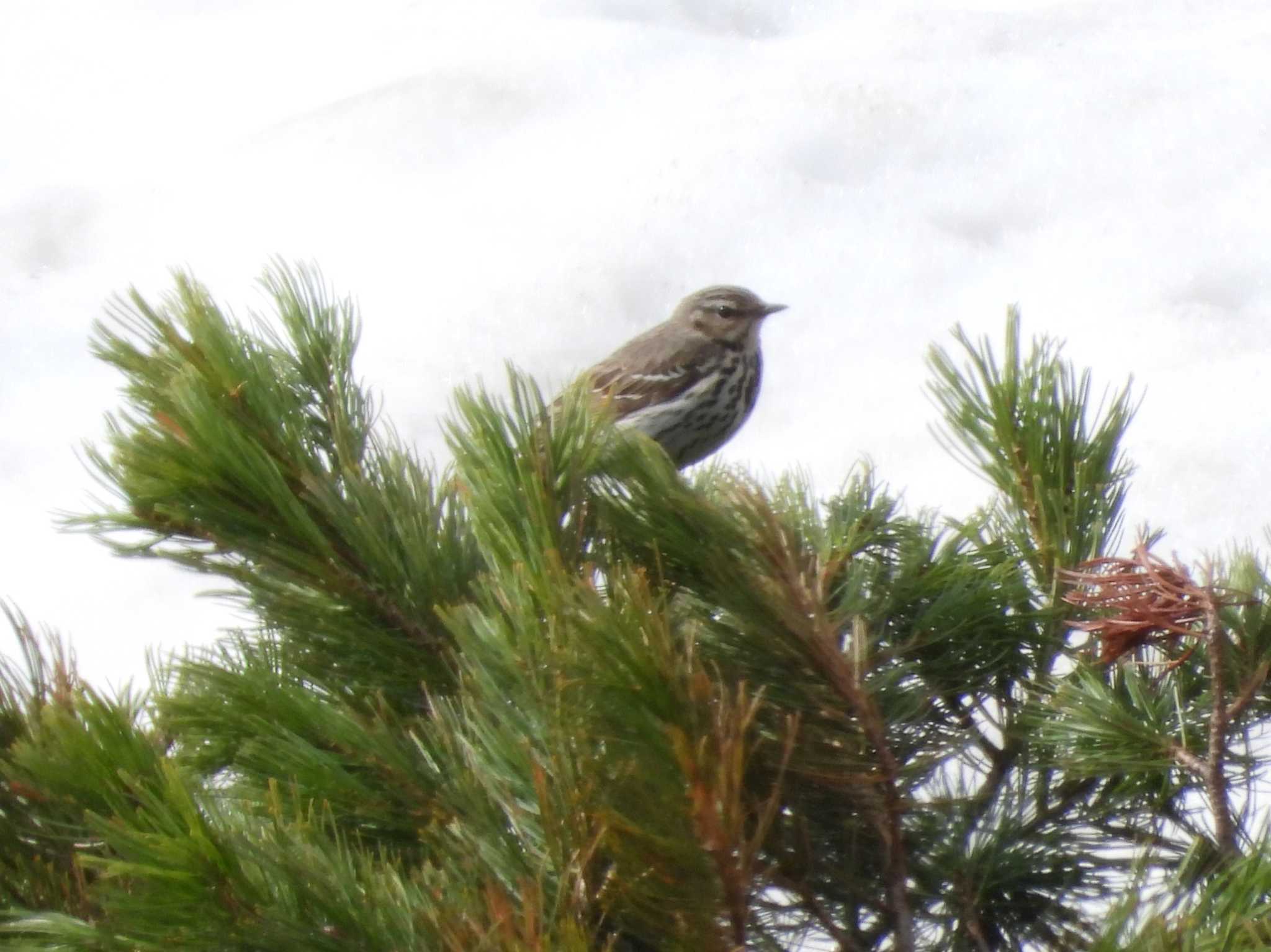 Olive-backed Pipit