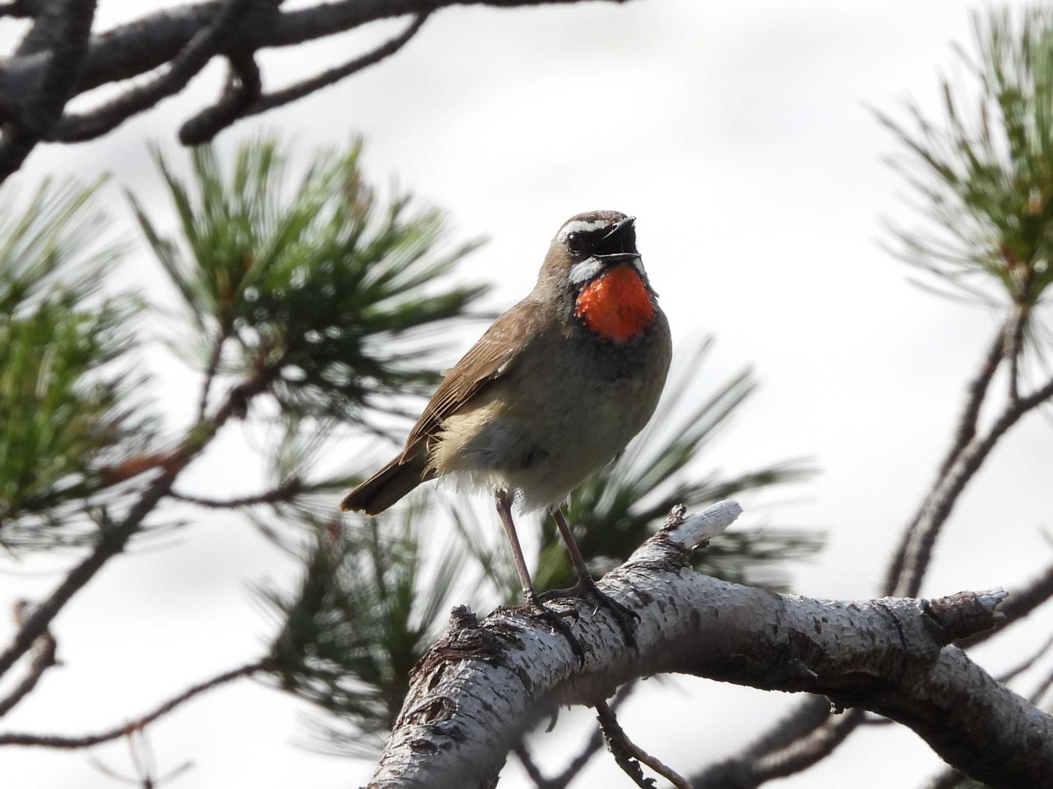 Siberian Rubythroat