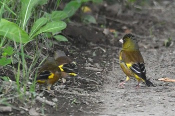 カワラヒワ 秋ヶ瀬公園 2023年6月19日(月)