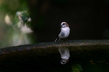 エナガ 権現山(弘法山公園) 2023年6月21日(水)