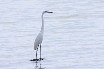 Great Egret Fujimae Tidal Flat Sat, 6/24/2023