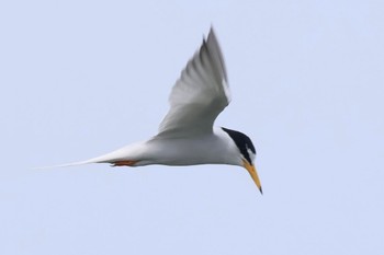 Sat, 6/24/2023 Birding report at Fujimae Tidal Flat