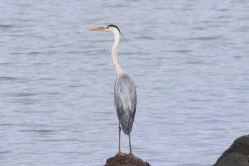 Grey Heron Fujimae Tidal Flat Sat, 6/24/2023