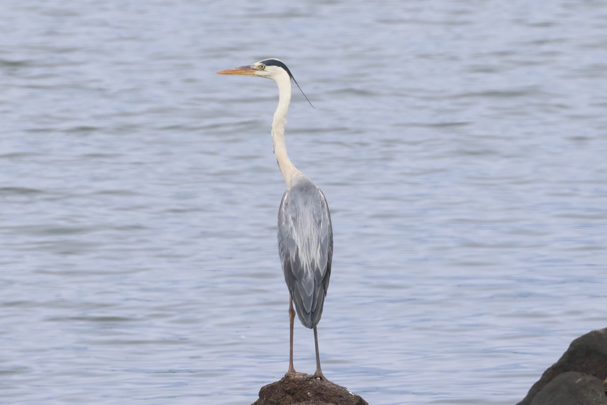 Grey Heron