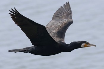 Great Cormorant Fujimae Tidal Flat Sat, 6/24/2023