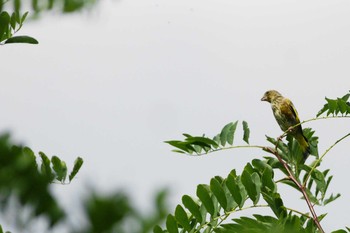 Grey-capped Greenfinch Unknown Spots Unknown Date