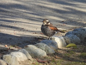 Dusky Thrush 徳島中央公園 Sat, 2/4/2023