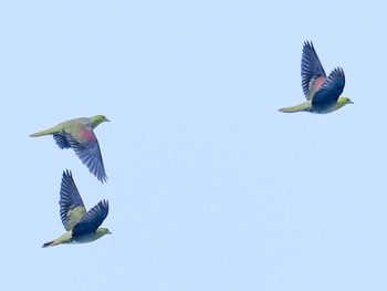 White-bellied Green Pigeon Terugasaki Beach Sat, 6/24/2023