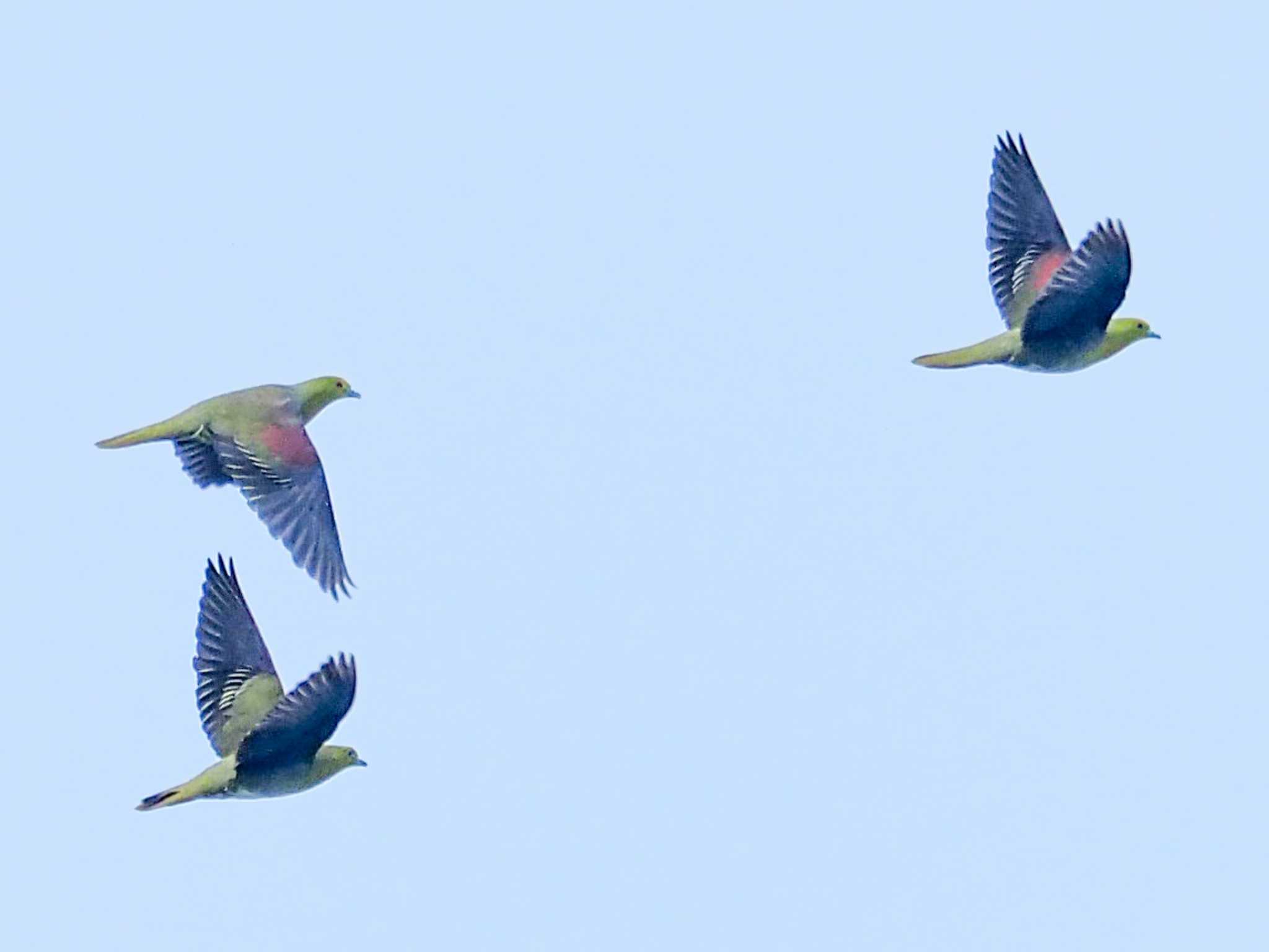 Photo of White-bellied Green Pigeon at Terugasaki Beach by とろろ