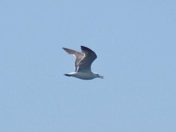 Black-tailed Gull Terugasaki Beach Sat, 6/24/2023