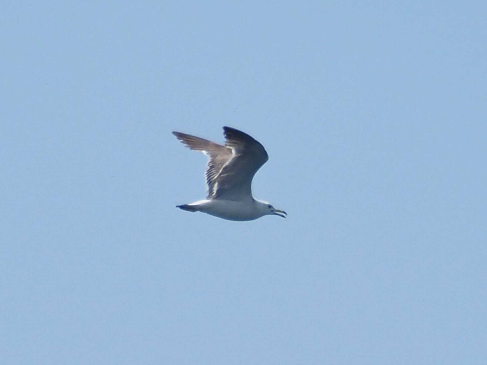 Black-tailed Gull