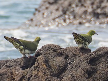 White-bellied Green Pigeon Terugasaki Beach Sat, 6/24/2023