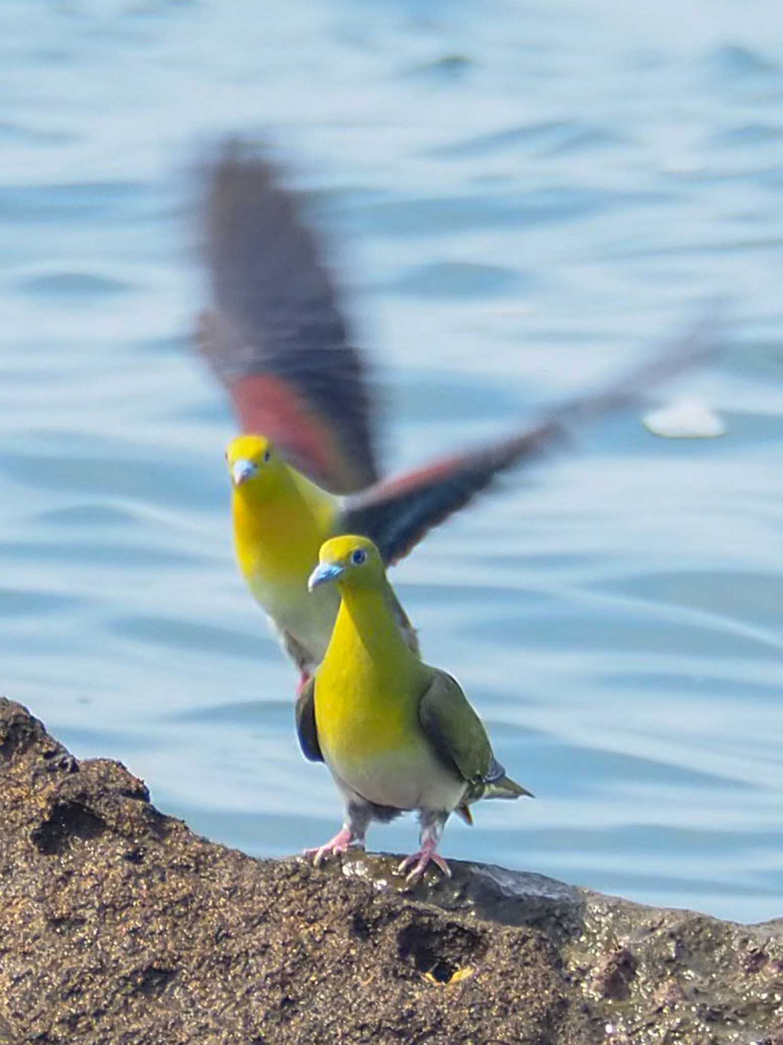 Photo of White-bellied Green Pigeon at Terugasaki Beach by とろろ