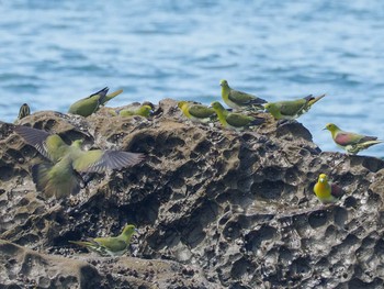 アオバト 大磯照ヶ崎海岸 2023年6月24日(土)