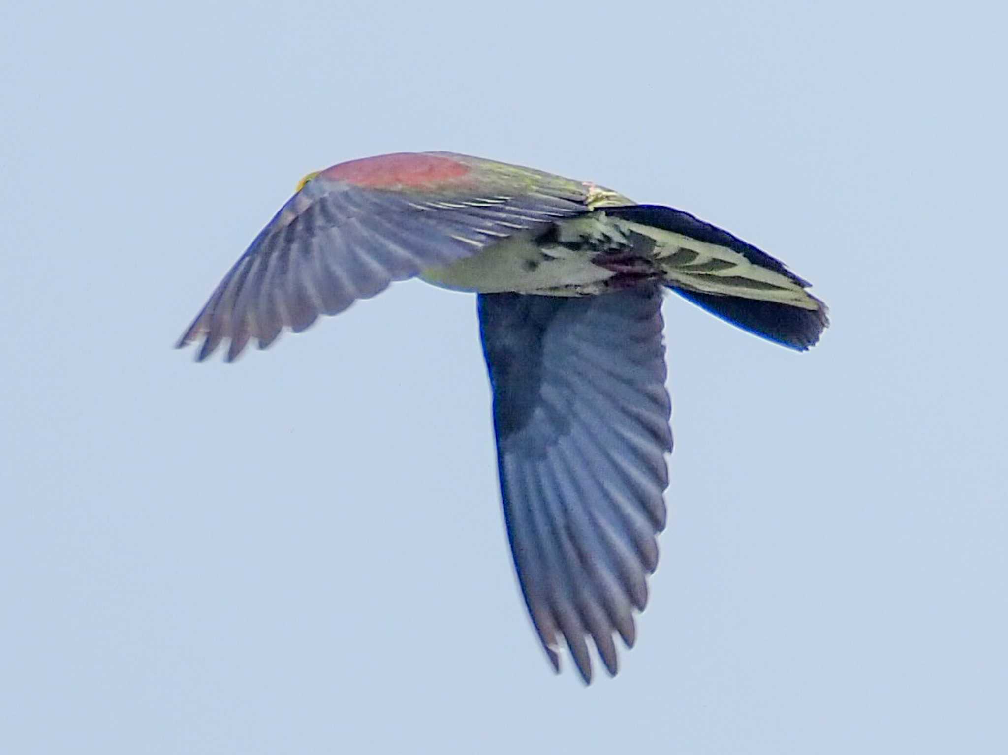 White-bellied Green Pigeon