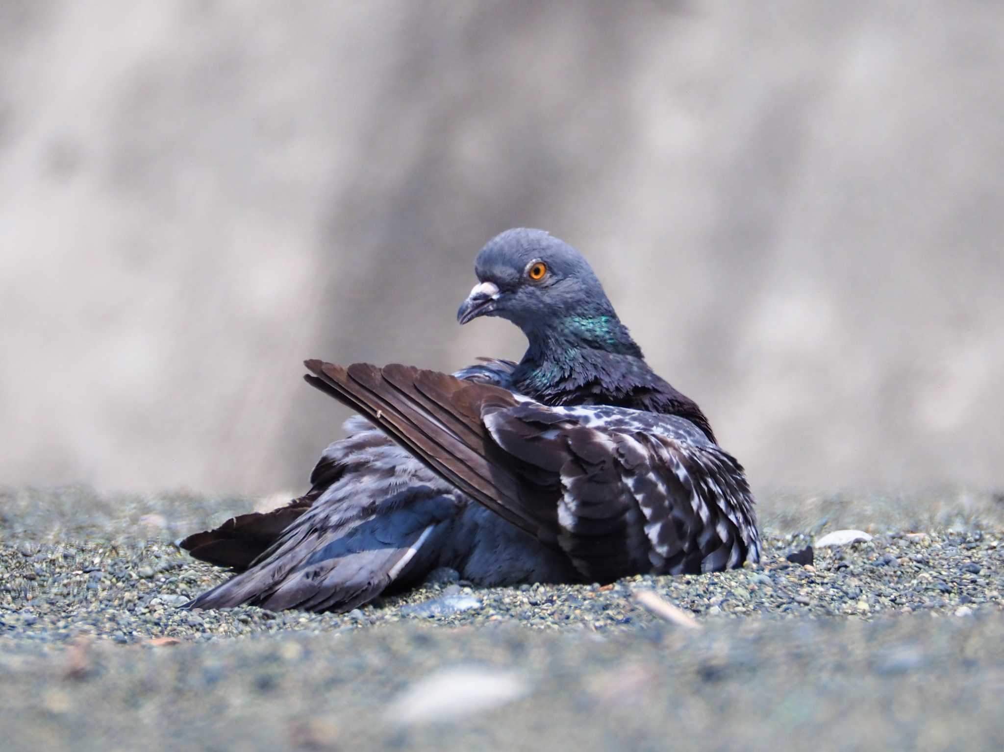 カワラバト