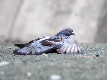 Rock Dove Terugasaki Beach Sat, 6/24/2023