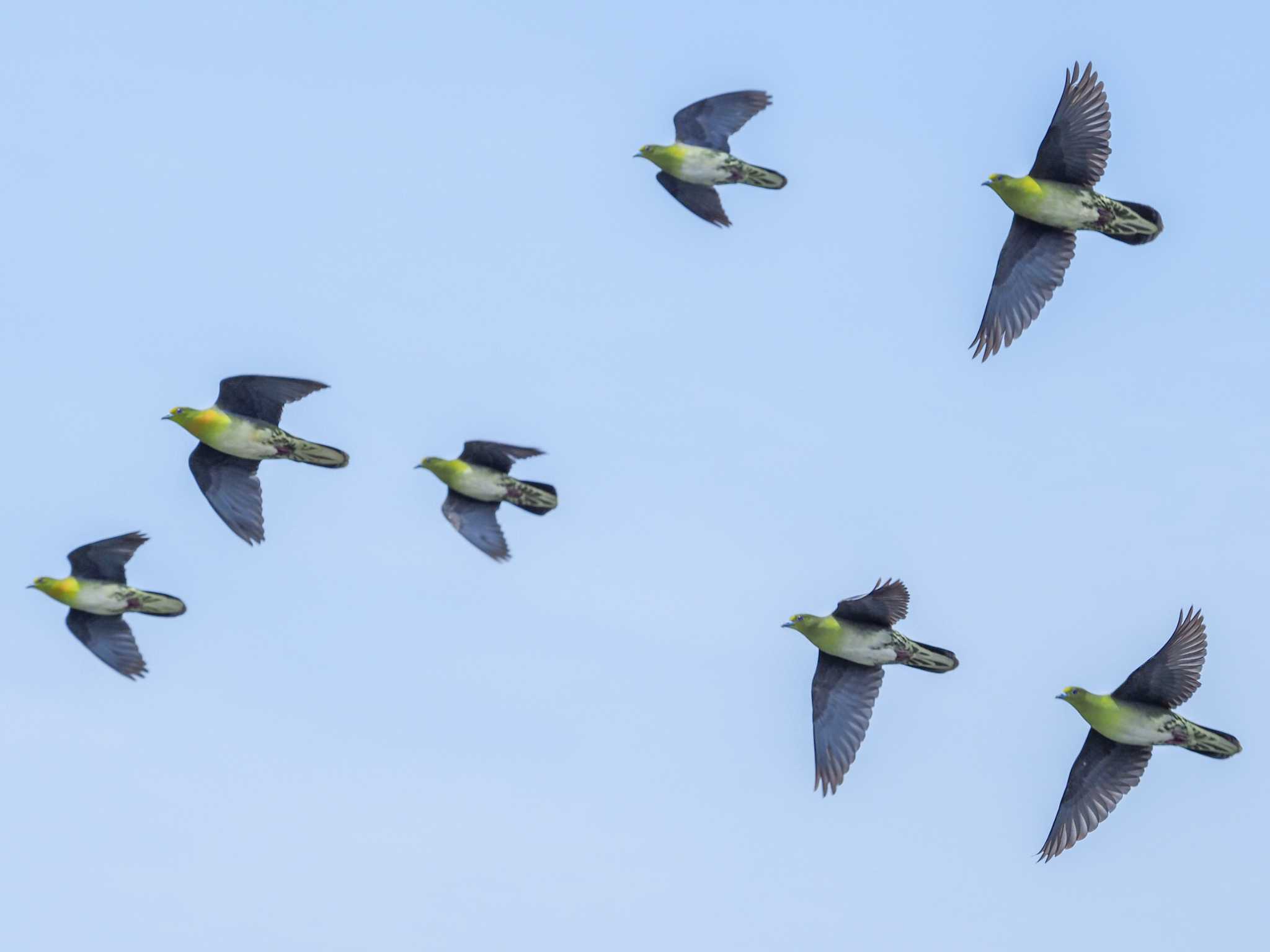 Photo of White-bellied Green Pigeon at Terugasaki Beach by とろろ