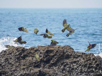 White-bellied Green Pigeon Terugasaki Beach Sat, 6/24/2023