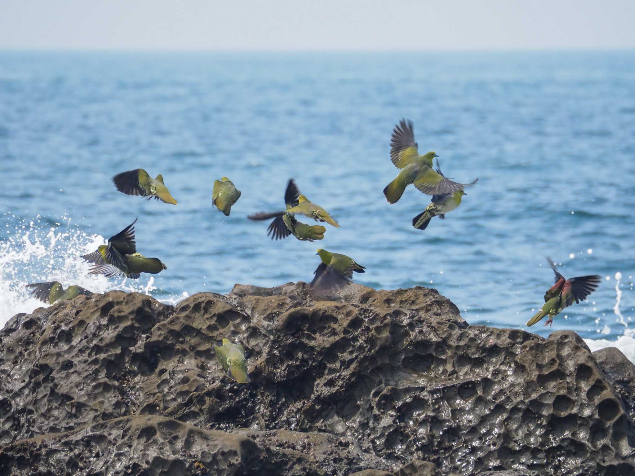 大磯照ヶ崎海岸 アオバトの写真 by とろろ