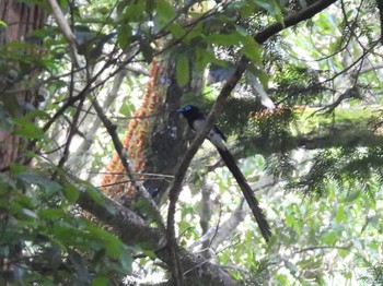 Sat, 6/24/2023 Birding report at 八王子城跡