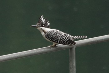 Crested Kingfisher 姶良市住吉池 Wed, 6/21/2023