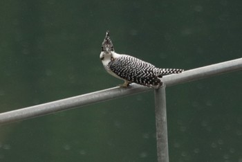 Crested Kingfisher 姶良市住吉池 Wed, 6/21/2023