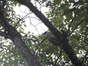2023年6月24日(土) 栃木県中央公園の野鳥観察記録