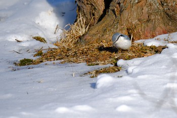 シロハラゴジュウカラ 北海道 標茶町 茅沼 2023年2月5日(日)