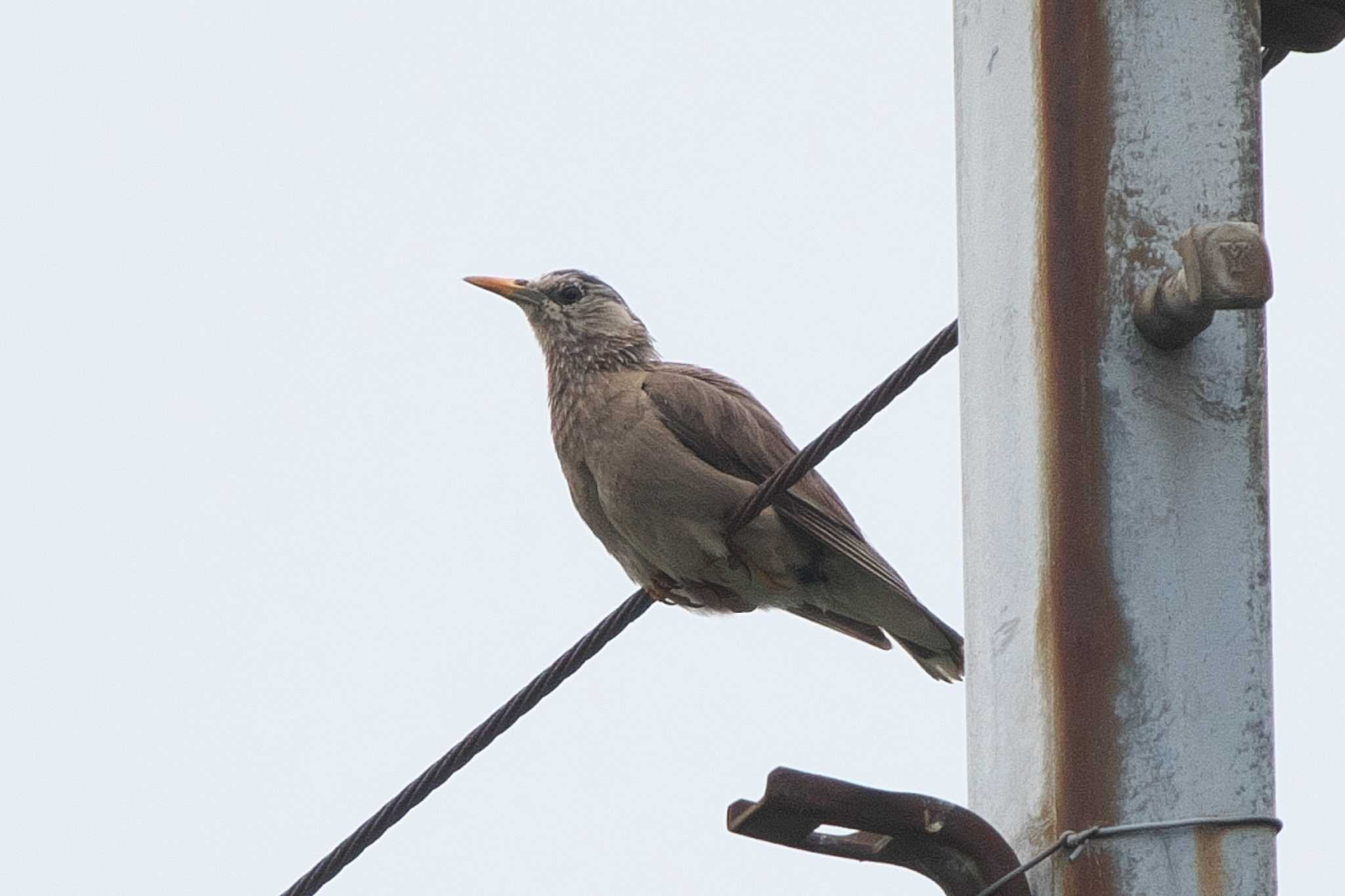 White-cheeked Starling