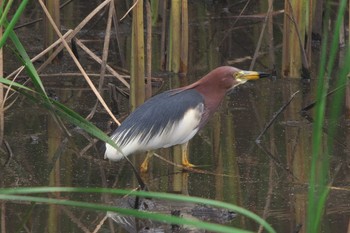 Sat, 6/24/2023 Birding report at 金井遊水地(金井遊水池)