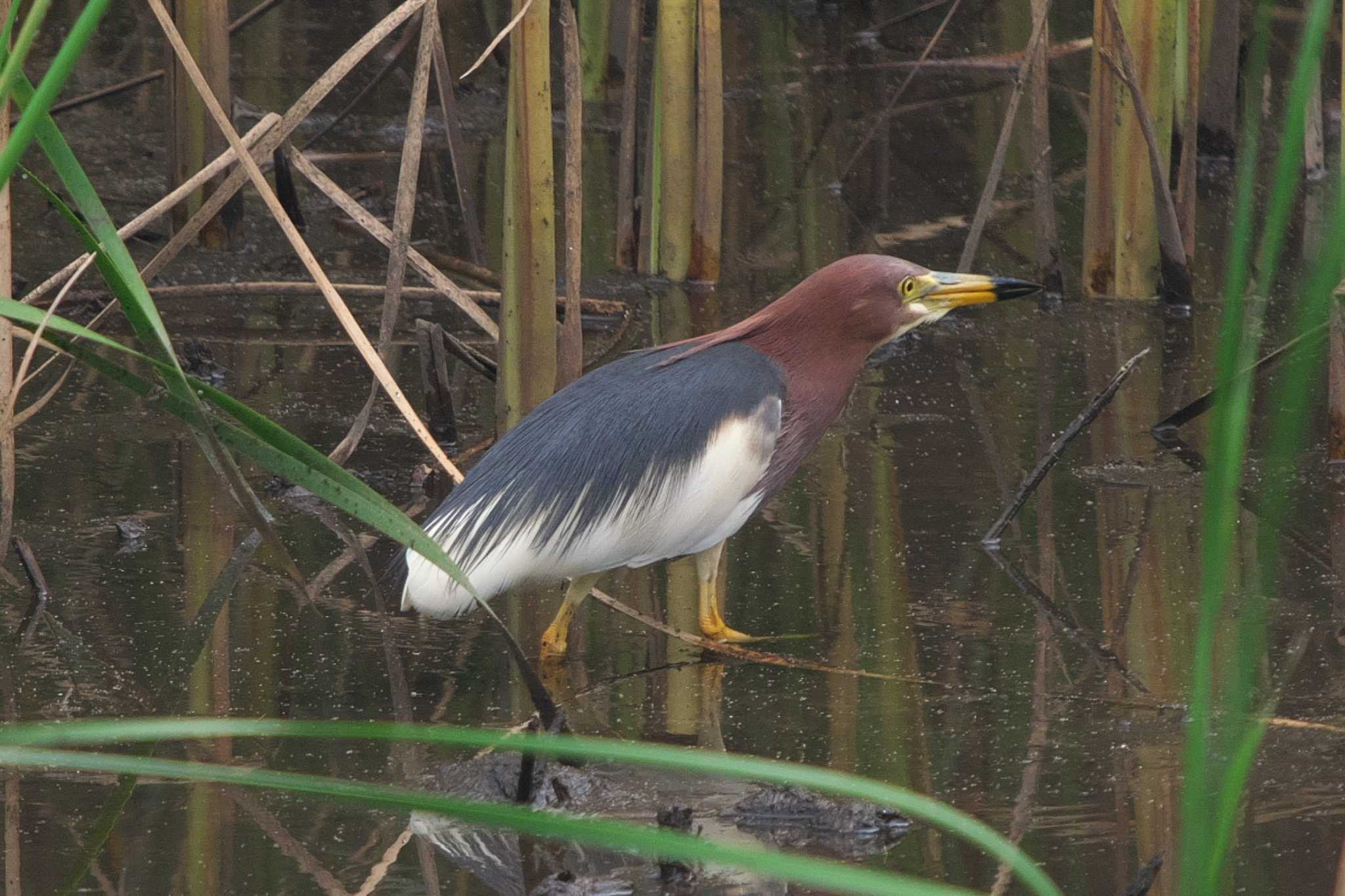 Chinese Pond Heron