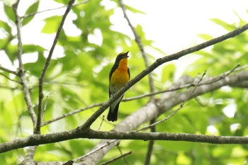 Narcissus Flycatcher 滋賀県東近江市 布引の森 Sat, 6/24/2023