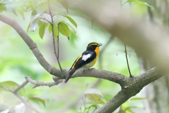 Narcissus Flycatcher 滋賀県東近江市 布引の森 Sat, 6/24/2023